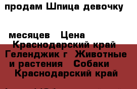 продам Шпица девочку 10 месяцев › Цена ­ 10 000 - Краснодарский край, Геленджик г. Животные и растения » Собаки   . Краснодарский край